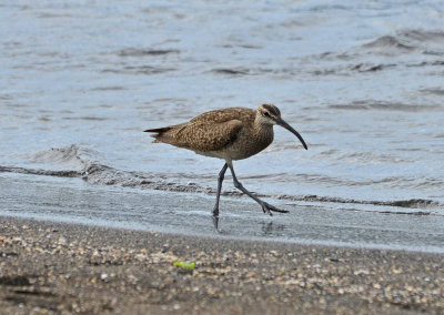 whimbrel, Puerto Egas, Santiago 