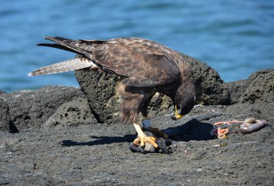 hawk eating marine iguana ...Fernandina Island 