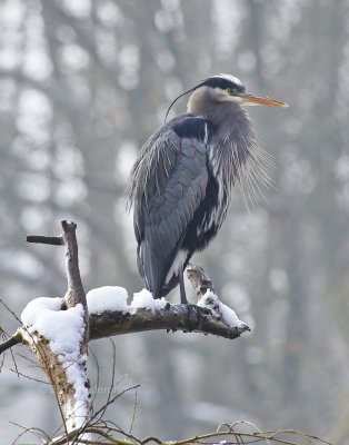 heron Jericho Park Feb25