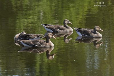 greater white-fronted geese (in zombie mode)
