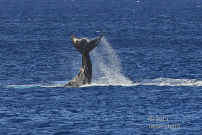humpback tail splashing