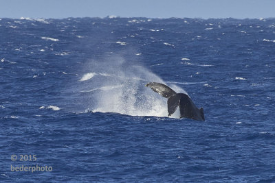 humpback tail smacking