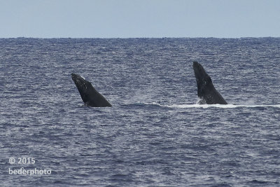 two humpbacks spy-hopping