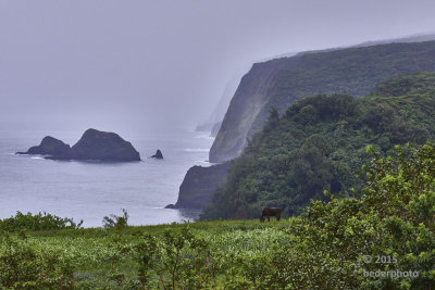  Pololu view with horse