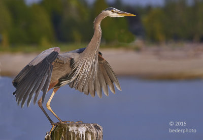 Just landed, Jericho Pier heron