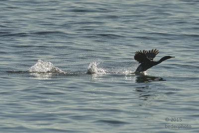 cormorant launching