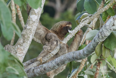 mother and baby 3-toed sloths