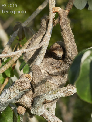 3-toed sloth mom and kid