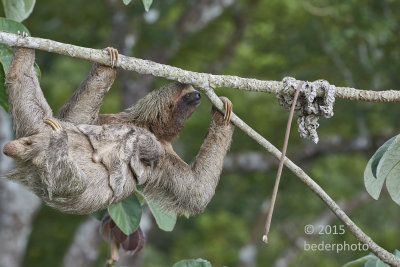 mom and baby 3-toed sloth