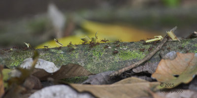 leaf-cutter ants