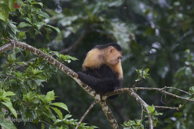 Capuchin Monkey