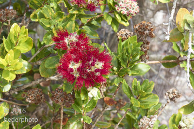 Ohia Lehua blossoms