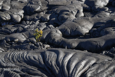 new arrival on pahoehoe