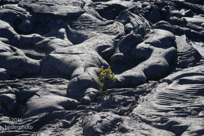 pahoehoe flow and pioneer plant