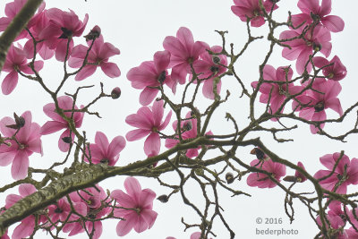 plum magnolia