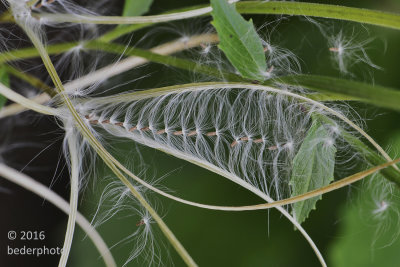 fireweed seeds
