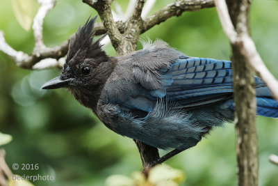 Stellar's Jay...cautious approach for peanuts