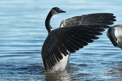 Canada Goose shaking off bathwater