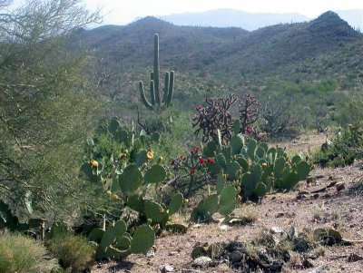 DSCN4582 (Medium).JPG