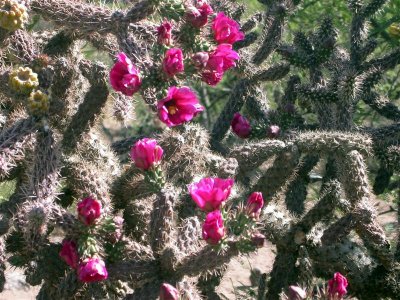 DSCN4584 (Medium).JPG