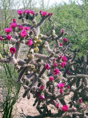 DSCN4585 (Medium).JPG