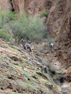 saguaro-bighorn_sheep