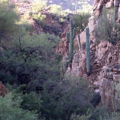 Saguaro close up, growing out of rock.