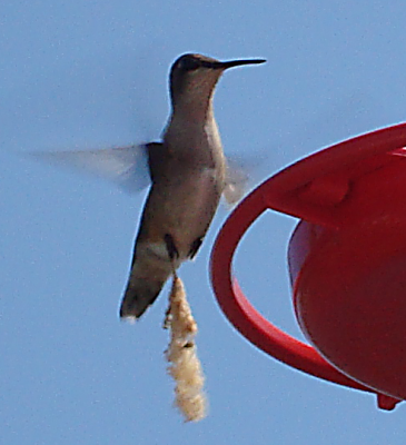 Other Hummer.png