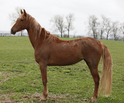 4806 4 Year Old Mare