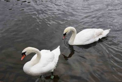 Swans Holyrood lake