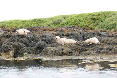 Seals by  Dunvegan