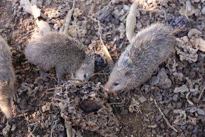 Porcupines