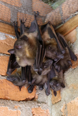 Bat
