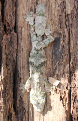 Gecko