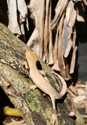 Leaf gecko