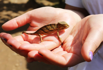 Micro chameleon