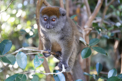 Lemur