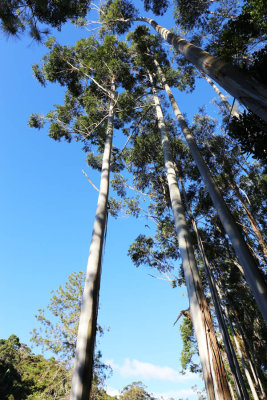 Trees