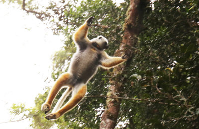 Dancer lemur