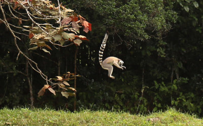 Lemur