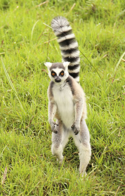 Lemur