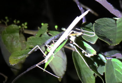 Stick insect