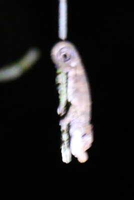 Micro chameleon