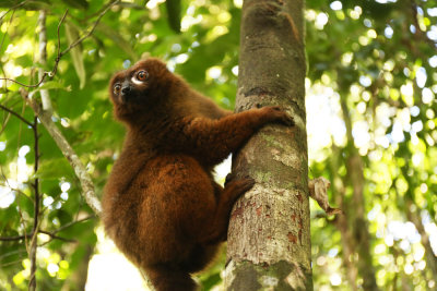 Lemur