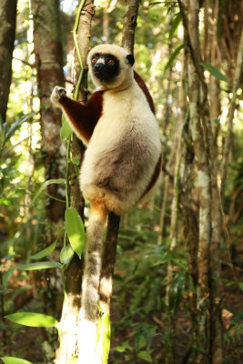 Lemur