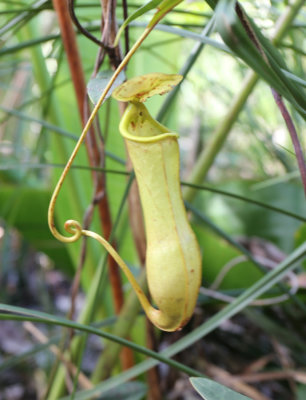 Insectivorous plant