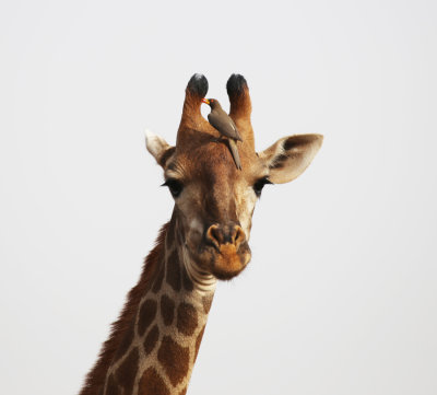 Giraffe with bord