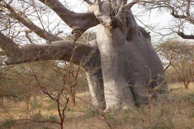 Elephant baobab