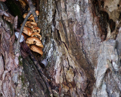 Fall Fungus