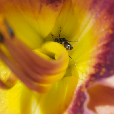 Ant in a Flower